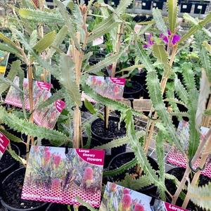 BANKSIA MENZIESII DWARF 140MM Outlet Deals