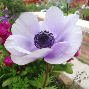 Anemone De Caen Blue Bicolour Corm (Pack of Approx 20) (NOT TO WA) Tumblr