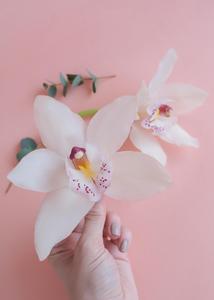 Orqudeas extras, agrega un toque de elegancia Buy Cheap Cheapest Pice