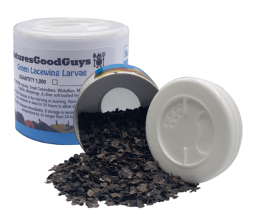 Green Lacewings - 1,000 Larvae - Aphid Control Best