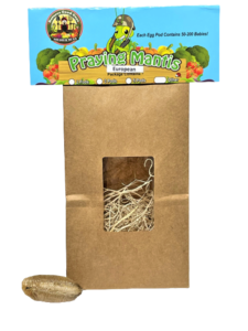 European Praying Mantis Egg Cases Buy Cheap Visit New