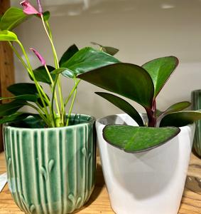 Desk Plant & Ceramic Pot High Quality For Sale