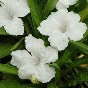 Dwarf White Bluebell | Ruellia brittoniana | Mexican Petunia Cheap Sale Websites