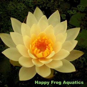Peaches and Cream Hardy Water Lily Clearance For Cheap
