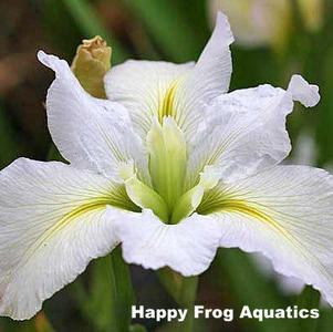 Acadian Miss | White Louisiana Iris Free Shipping Pay With Visa
