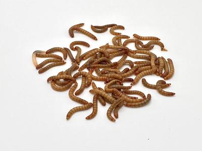 Live Mealworms 25 count Best Pices