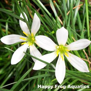 White Rain Lily | Zephyranthes candida Wiki Sale Online
