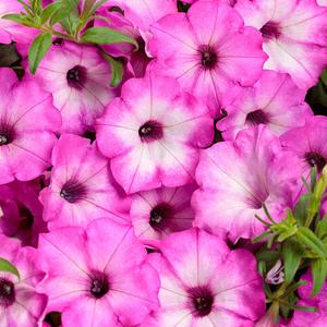 Supertunia Tiara Pink | Proven Winners - 4 Pack Outlet Original