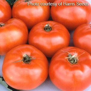'Jet Star' Tomato Clearance Best Pices