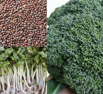 Broccoli Sprouting Seeds Clearance Nicekicks