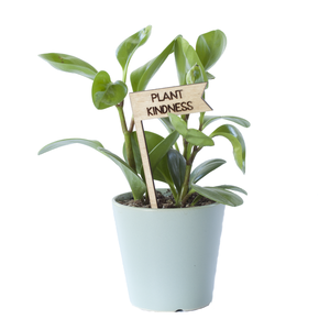 Plant Pick - Plant Kindness-Savvie Studio Free Shipping Limited Edition