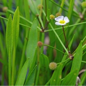 Pond Plant: Alisma plantago-aquatica - water plantain Huge Surprise