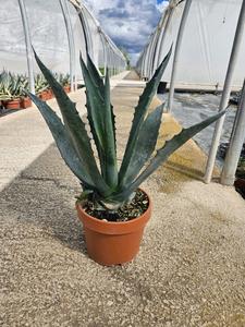 Agave americana 50-60 cm - Amerikanische Agave - Sukkulente - Pflanze Free Shipping Very Cheap