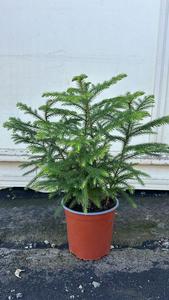 2 Stck Zimmertanne Araucaria Hawaii 50-70 cm - Exotische Zimmerpflanze - Dein grner Blickfang im Wohnzimmer Best Pices Sale Online