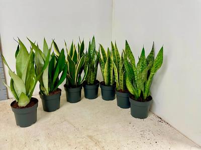 3 Stck Sansevieria mix 50-60 cm  Bogenhanf bessere Raumluft Zimmerpflanze For Sale Cheap Pice