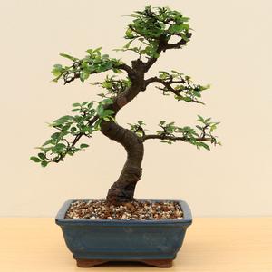 (A7) CHINESE ELM (Ulmus parvifolia) Recommend Cheap Pice