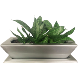 LUXOR PLANTER 2025 Cheap Pice