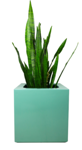 CUBIC PLANTER Sale Wholesale Pice