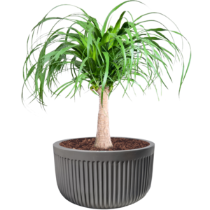 RIBBED MONACO PLANTER Buy Cheap Visit New