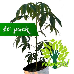 rbol Ceiba Pentandra - paquete de 10 rboles de 2 mts de altura Cheapest Pice