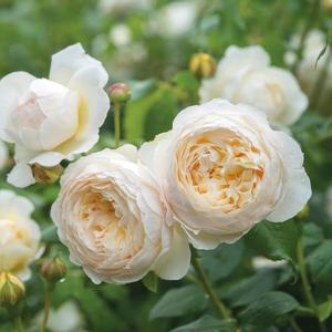 'Windermere' David Austin Rose Classic