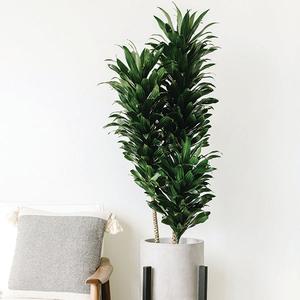 Janet Craig Dracaena-Dracaena compacta 'Janet Craig' New For Sale