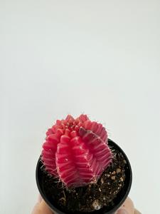 Gymnocalycium Mihanovichii 'Variegata' Cheap Sale With Mastercard