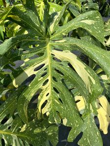 Monstera Thai Constellation, 14 pot. Ships bare-root Brand New Unisex