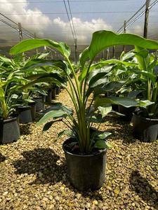 Bird of Paradise, 10 pot 4 plants per pot Exclusive Online