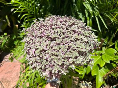 Tradescantia Pink Panther, 1 g pot Finishline Sale Online