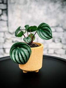 Limited! Watermelon Peperomia Amazon Sale Online