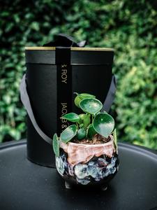 Raindrop Peperomia Free Shipping Top Quality