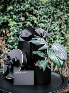 Dragon Tail Plant Free Shipping Eastbay