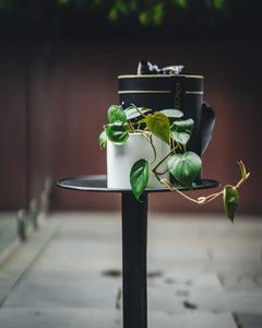 Sweetheart Vine Buy Cheap Extremely
