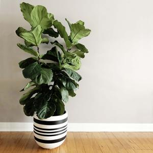 BARREL POT | PLANTER Outlet Cheap Authentic