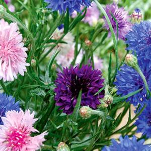 Bachelor Button Cornflower Mixed Seeds | NON-GMO | Heirloom | Fresh Garden Seeds Outlet Cheap