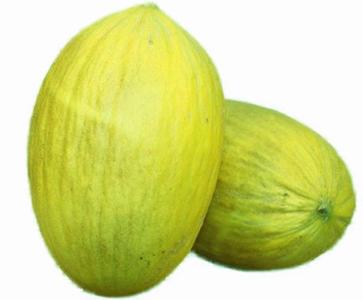 Amarillo Oro Melon Seeds | NON-GMO | Heirloom | Fresh Garden Seeds Free Shipping Best Store To Get