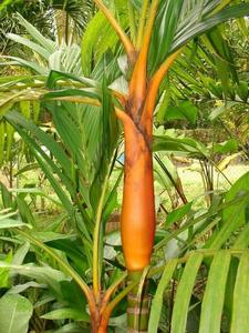 Areca vestiaria (Orange) Palm Tree With Credit Card For Sale