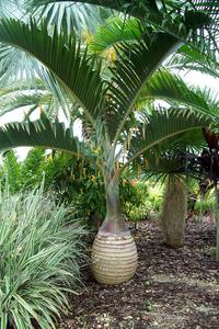 Hyophorbe lagenicaulis Bottle Palm Tree Tropical Cheap Sale Enjoy