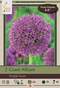 Allium Purple Suze Low Cost Cheap Online