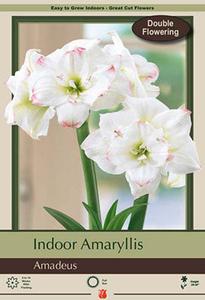 Amaryllis Amadeus Deals Cheap Pice