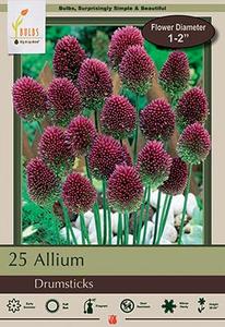 Allium Drumsticks Sale Discount