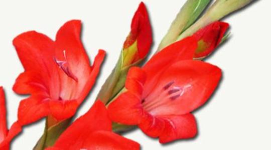 Docena de Gladiola Roja Free Shipping Classic