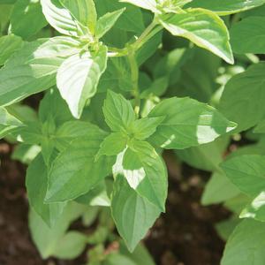 Basil-Mrs. Burns Lemon Discount Visit New