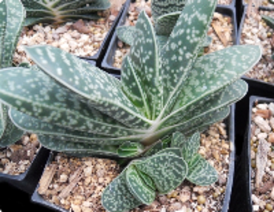 Gasteria 'Fuji' Buy Cheap Sast
