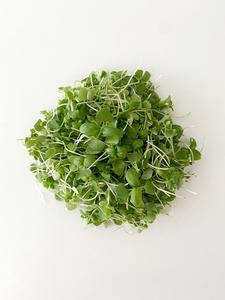 Micro Basil - 2oz View For Sale