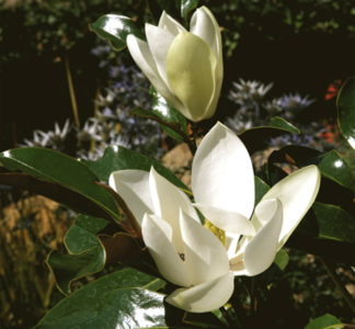'Kay Parris'  Evergreen Southern Magnolia. 20-28 inch tall - Very fragrant flowers from May to September. Amazon Cheap Pice
