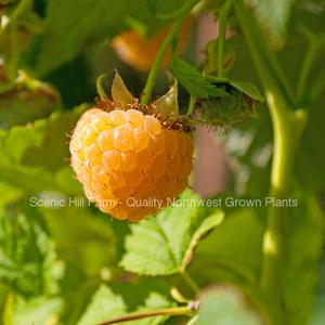 Anne Golden Ever Bearing Raspberry Rootstock - Free Shipping- Very Large And Sweet Buy Cheap Comfortable