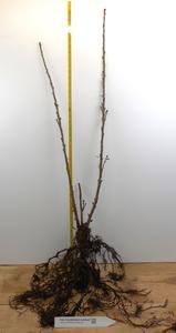 2 year Large Bare root Gooseberry, Currant and Josta - 13 varieties Amazon Cheap Online
