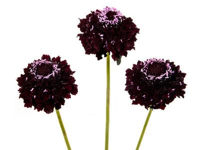 Blackberry Scoop Sale 100% Authentic